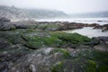 Rocky beach with moss on rocks Royalty Free Stock Photo