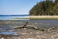 rocky beach near forest with white driftwood Royalty Free Stock Photo