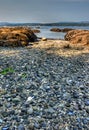 A rocky beach outside of Victoria, BC Royalty Free Stock Photo