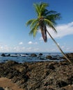 Rocky beach with palm tree