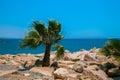Rocky beach with palm tree Royalty Free Stock Photo