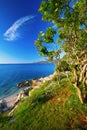 Rocky beach with pine trees on coast of Adriatic Sea, Istria, Croatia Royalty Free Stock Photo