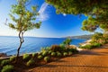 Rocky beach with pine trees on coast of Adriatic Sea, Istria, Croatia Royalty Free Stock Photo