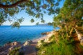 Rocky beach with pine trees on coast of Adriatic Sea, Istria, Croatia