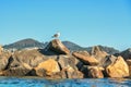 Rocky beach and seagull, Morro Bay, Ca Royalty Free Stock Photo