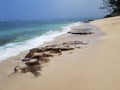 Rocky beach with Shallow wavy ocean waters of Camp Mokuleia Beach