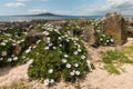 Rocky beach in Takapuna Royalty Free Stock Photo