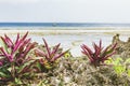 Rocky beach with tropical plants on low tide background. Aerial view of Indian ocean coast. Exotic seaside with flowers and boat. Royalty Free Stock Photo