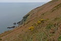 Cliffs with shrubs along the north sea coast of howth , ireland Royalty Free Stock Photo