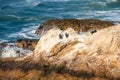 Rocky cliffs in the ocean and flock of cormorants. Pacific ocean, Los Osos, CA Royalty Free Stock Photo