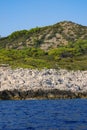 Rocky coast of the Adriatic Sea covered with pine forest. Croatia coastline Royalty Free Stock Photo