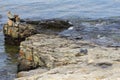 Rocky coast of the Baby Harbor Seal, Bar Harbor, Maine Royalty Free Stock Photo