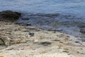 Rocky coast of the Baby Harbor Seal, Bar Harbor, Maine Royalty Free Stock Photo