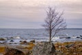 Rocky coast of the Baltic Sea and a lonely tree on the seashore, Latvia. February, spring was approaching