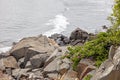 Rocky coast and beach roses on the Cliff walk trail in York Maine