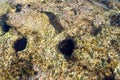 Rocky coast of Mallorca with sea urchins