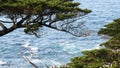 Rocky coast, ocean waves, cypress pine tree, 17-mile drive, Monterey, California Royalty Free Stock Photo