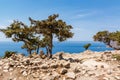 Rocky coast with wild vegetation.Greece Royalty Free Stock Photo