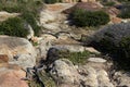 Rocky coastal dunes at Cape Clairault south west Australia in late winter. Royalty Free Stock Photo