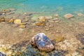 Rocky coastline beach with an old stone wall, bushes and trees o