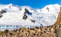 Rocky coastline with flock of gentoo pengins and glacier with icebergs in the background at Half Moon island, Antarctic peninsula Royalty Free Stock Photo