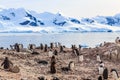 Rocky coastline with flock of gentoo pengins and glacier with icebergs in the background at Neco bay, Antarctic peninsula