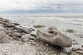 Rocky coastline of Gotland, Sweden