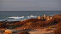 Rocky ocean coast, dramatic sea waves, Monterey beach, California, birds flying. Royalty Free Stock Photo