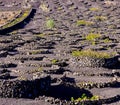 A rocky field with a few plants growing in the middle Royalty Free Stock Photo