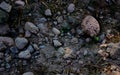 rocky floor background with some plants