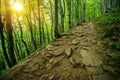 Rocky Forest Trail Path