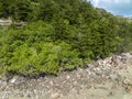 Rocky Forested Shoreline