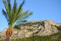 The rocky but green mountain landscape on the Mediterranean coast of Spain with a palm tree in the foreground Royalty Free Stock Photo