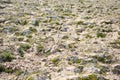 Rocky ground surface with green grass Royalty Free Stock Photo