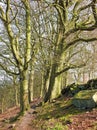 A narrow rocky hillside path on hillside woodland with early spring trees in crow nest woods in west yorkshire