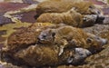 Rocky Hyrax family lounging in sun