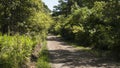 Middle of nowhere dirt road, one lane road in a forest