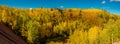 Rocky mountain aspen forests on Pike\'s Peak in Colorado