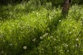 Rocky Mountain Beauty, Dandelion Forest, Telluride, Colorado