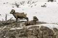 Rocky Mountain Big Horn Sheep Royalty Free Stock Photo