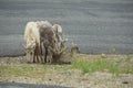 Rocky Mountain Big horn sheep Royalty Free Stock Photo