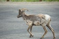 Rocky Mountain Big horn sheep Royalty Free Stock Photo