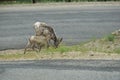 Rocky Mountain Big horn sheep Royalty Free Stock Photo