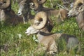 Rocky Mountain Big Horn Sheep Rams Royalty Free Stock Photo