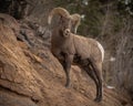 Rocky Mountain Big Horn Sheep Royalty Free Stock Photo