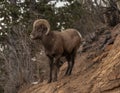 Rocky Mountain Big Horn Sheep Royalty Free Stock Photo