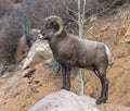 Rocky Mountain Big Horn Sheep Royalty Free Stock Photo