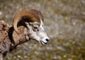 Rocky Mountain Big-horned Sheep Royalty Free Stock Photo