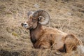 Rocky Mountain Big Horned Sheep Royalty Free Stock Photo