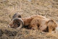 Rocky Mountain Big Horned Sheep Royalty Free Stock Photo